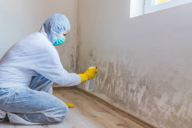 Black mold inspection in Dublin