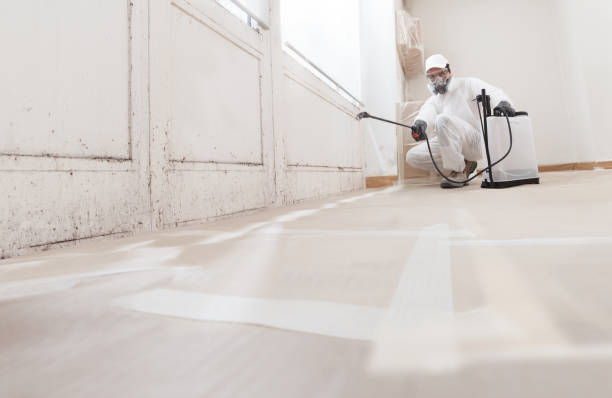 Black mold remediation team in Dublin