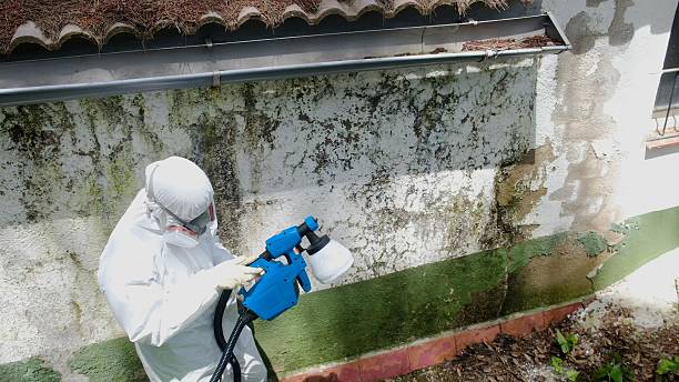Mold Removal service in Dublin